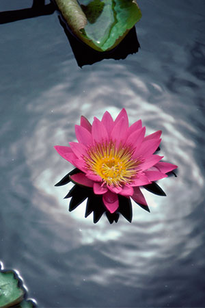 a close up of a flower